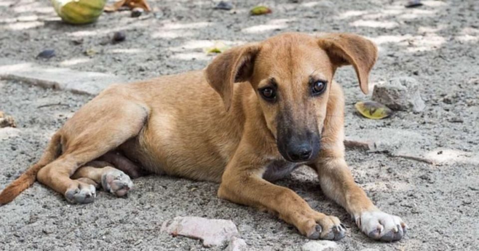 Perrito que pedía comida es baleado en Atlixco, Puebla