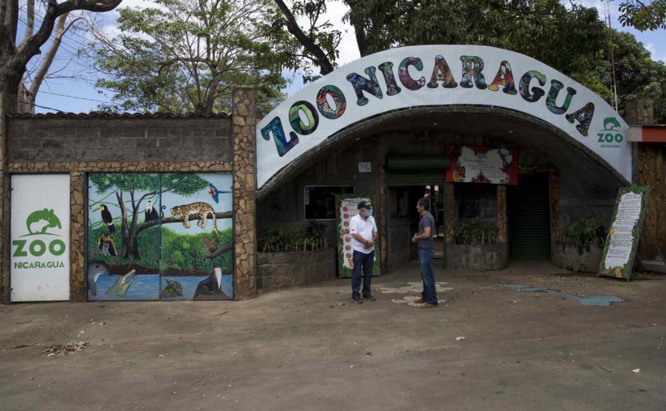 Un veterinario y un chimpancé protagonizan conmovedora despedida en Nicaragua