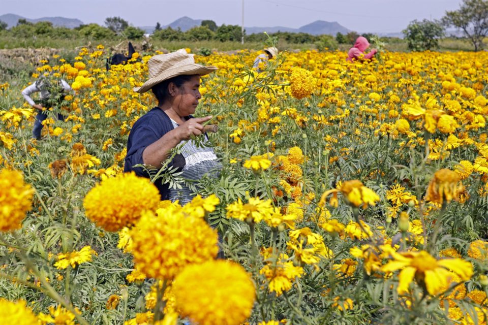 La Flor de Cempasúchil está lista para teñir de color el Día de Muertos en México