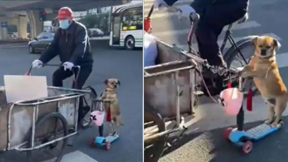 Perrito ayuda a su dueño a vender tamales a bordo de un scooter; VIDEO se hace viral