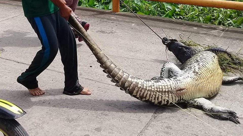 Salvan a cocodrilo de ser cocinado por habitantes de Macuspana