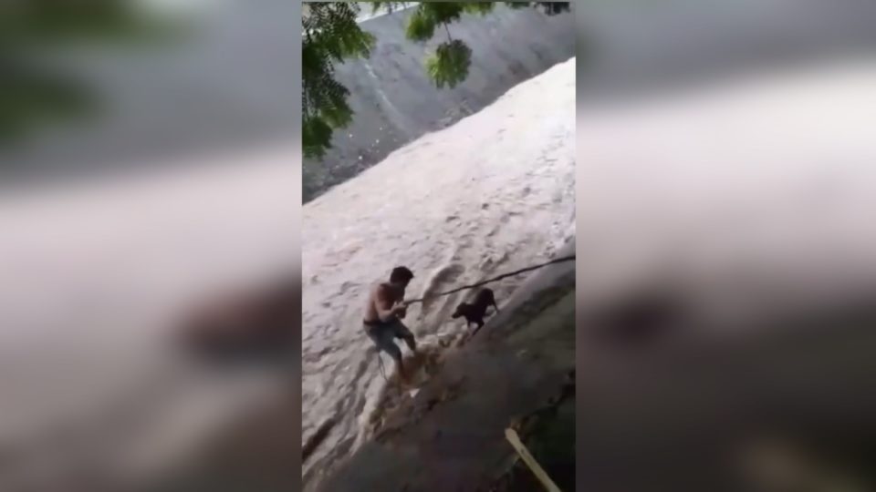 Un boxeador arriesga su vida para salvar a un perro en medio del ciclón Julia