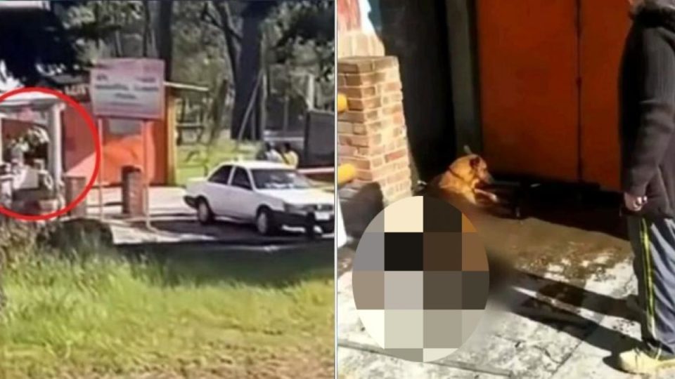 Tlalpan denuncia maltrato animal tras muerte "a palazos" de perro en restaurante del Ajusco