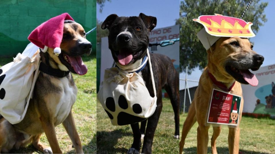 Así puedes pedir a los perritos mensajeros de Santa y los Reyes Magos que envíen tu carta