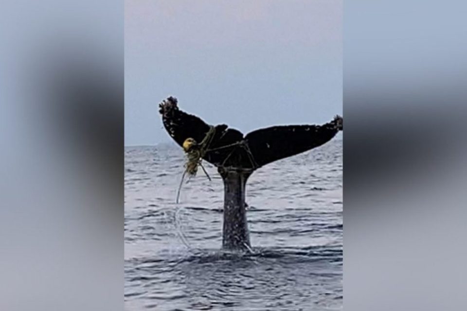 Liberan a ballena que quedó enredada en malla de pesca en costas de Guerrero