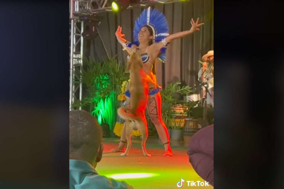 Perro interrumpe show de baile; rutina se hace viral