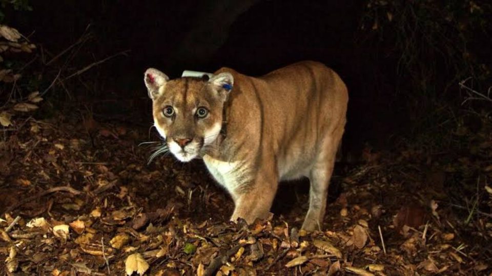 Sacrifican a famoso puma de Los Ángeles debido a lesiones y enfermedades