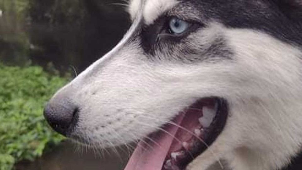 Matan a cachorro husky al defender a su dueña de un asalto; exigen justicia