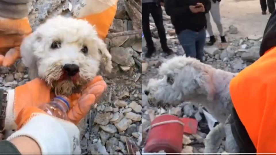 Así fue el rescate con vida de un perrito atrapado en los escombros en Turquía