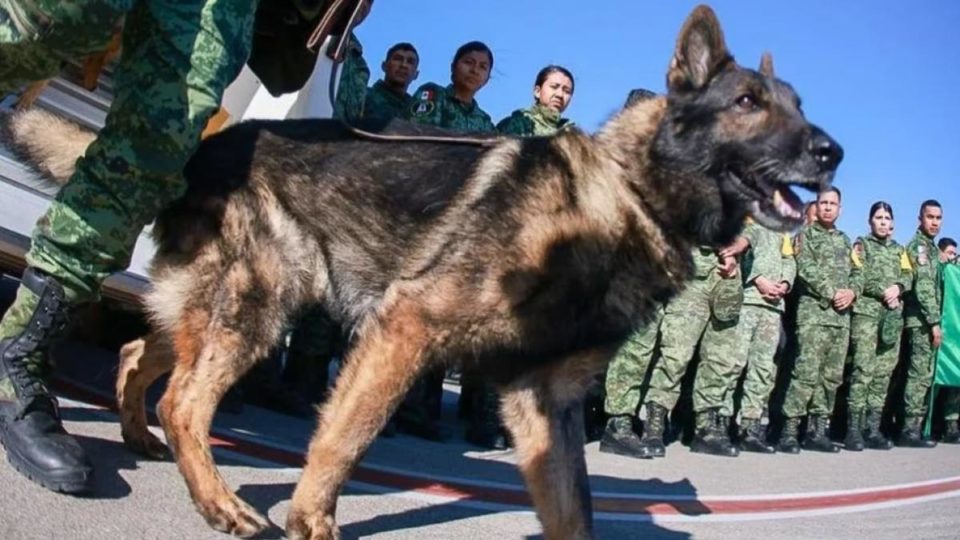 Dedican corrido a Proteo, perrito rescatista fallecido en Turquía