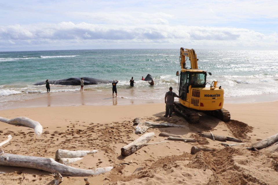 Encuentran grandes cantidades de plástico en ballena muerta en Hawái