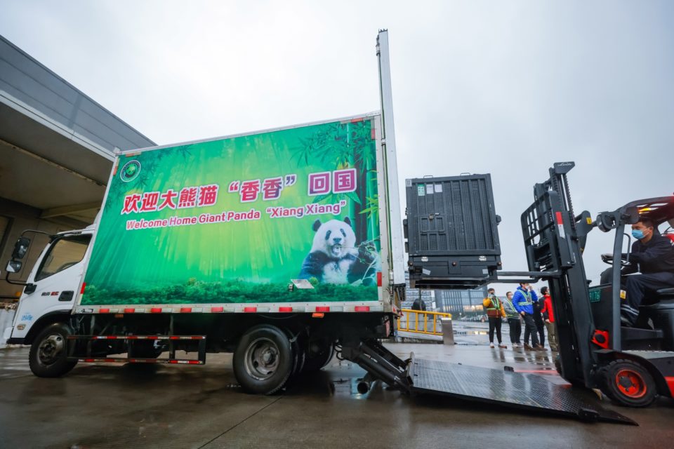 Osa panda nacida en Japón regresa a China para buscar pareja