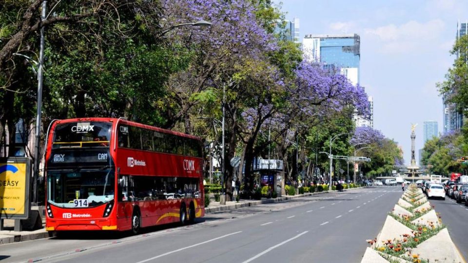 ¿Por qué hay tantas en la Ciudad y dónde puedes verlas?