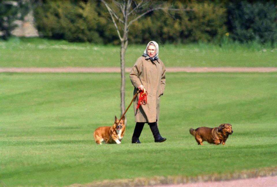 Isabel II y los corgis, una relación "apasionada" de 90 años en fotografías