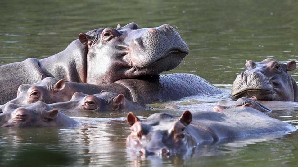 Plantean traer a México diez hipopótamos que eran del narcotraficante Pablo Escobar