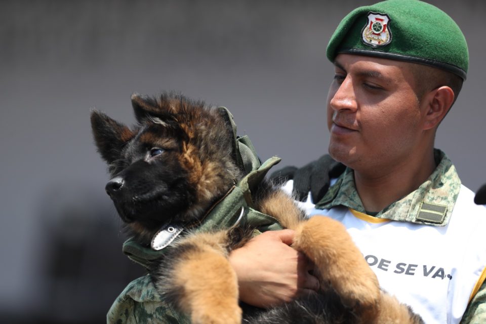 Arkadas, el tierno cachorro de rescate que Turquía le donó a México