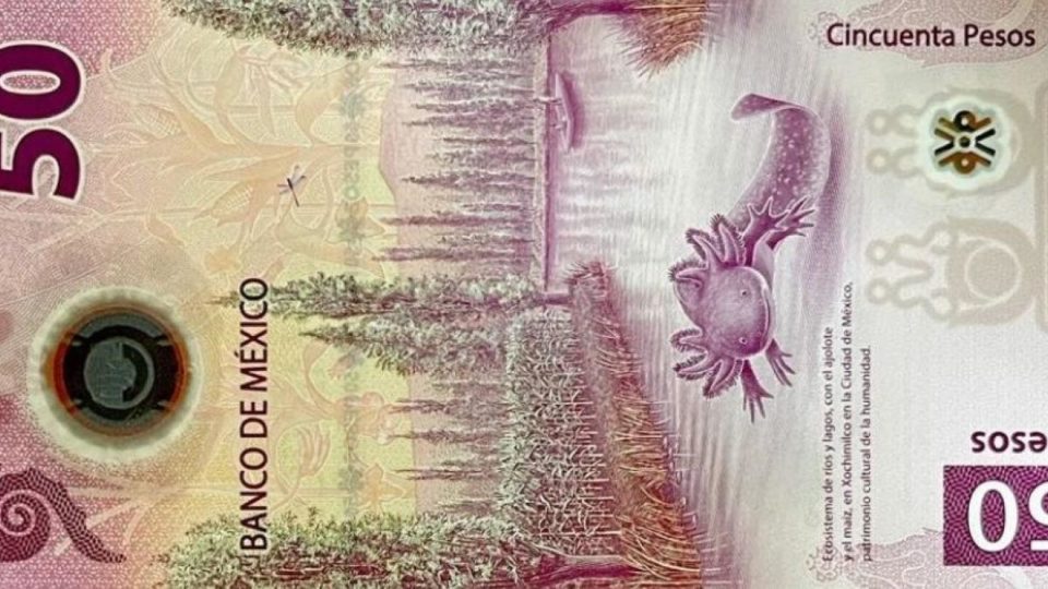 El del 'ajolotito'. Venden billetes de 50 pesos mexicanos en cantidades estratosféricas
