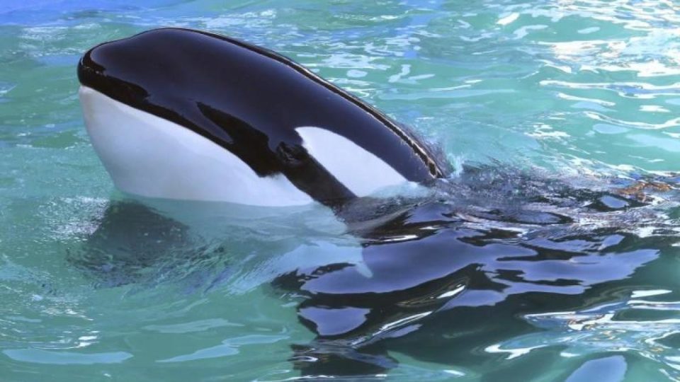 Gladis, la orca que enseña a otras ballenas a hundir yates en Gibraltar