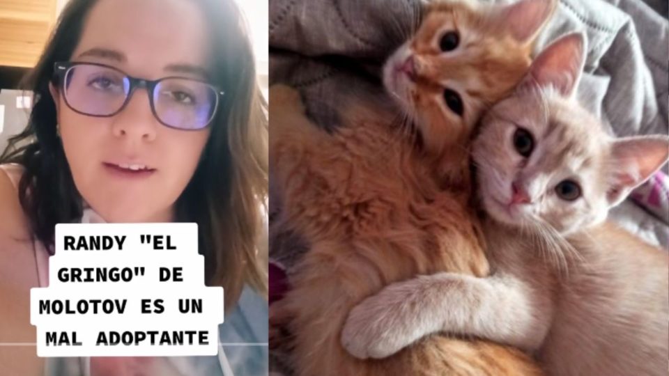 Un joven denunció que "El Gringo de Molotov" es un mal adoptante, esto tras devolver a los gatitos que había acogido