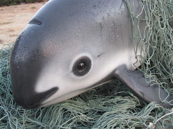 Las 13 vaquitas marinas en México reflejan éxito en su conservación, asegura organización