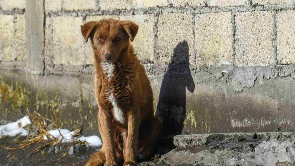 Rescatan a 65 perritos que eran vendidos a carniceros en Valle de Bravo