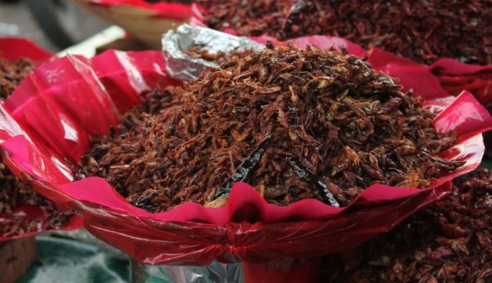 Chapulines. Beneficios, Propiedades Y Cómo Se Preparan