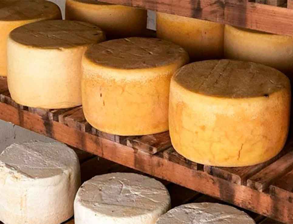 Historia del queso cotija